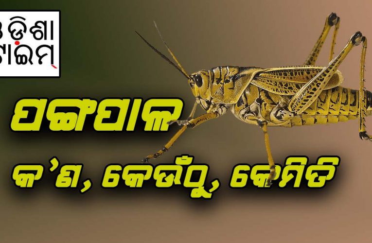 ପଙ୍ଗପାଳ କ’ଣ, କେଉଁଠୁ ଆସିଲେ, କେମିତି ହଟିବେ