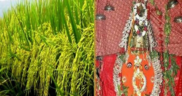 ଆଜି ପଶ୍ଚିମ ଓଡ଼ିଶାର ଗଣପର୍ବ ନୂଆଖାଇ, ମା’ ସମଲେଶ୍ୱରୀଙ୍କ ନିକଟରେ ଲାଗିହେବ ନବାନ୍ନ